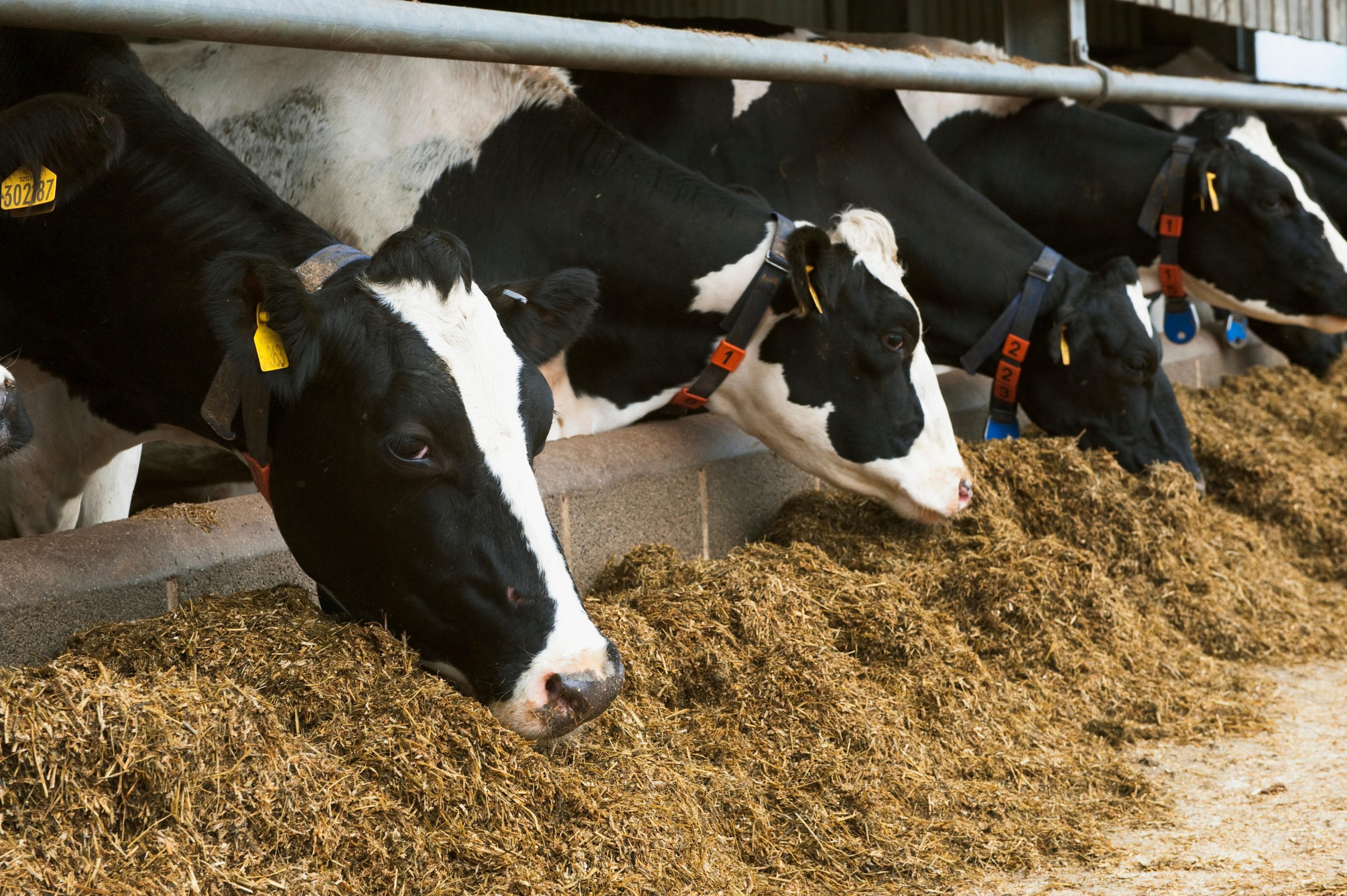 Use of Straw in Dairy Cattle Diets – Team Forage