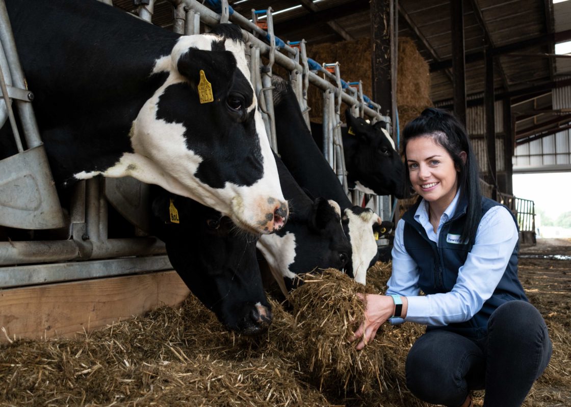 Dry Cow Silage Is Key To A Successful Transition Period. Fane Valley
